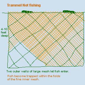 <b>Graphic of trammel net construction</b><br> Green mesh (one on either side of the fine mesh) allows fish to enter. They then get entangled in the inner mesh (yellow). Cork floats help the net stay vertical in the current.
