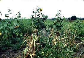 Garden with Sunflower and Corn