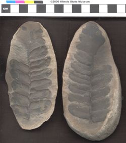 Small image of specimen