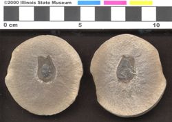Small image of specimen
