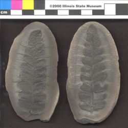 Small image of specimen