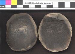 Small image of specimen