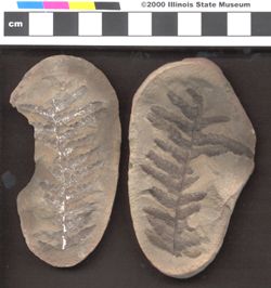 Small image of specimen 15230