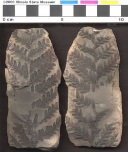 Small image of specimen