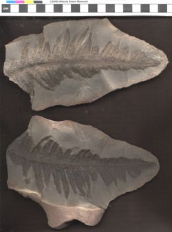 Small image of specimen