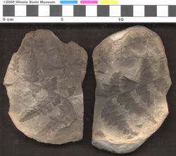 Small image of specimen