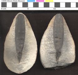 Small image of specimen