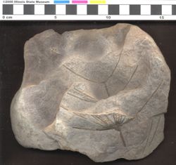 Small image of specimen 15660