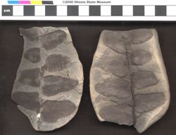 Small image of specimen