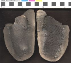 Small image of specimen 15806