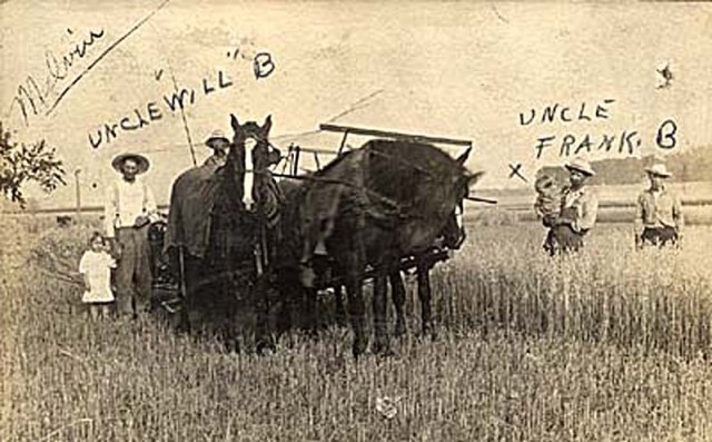 Cutting Hay on the William Buchholz Farm, Melvin, Ford County, Illinois