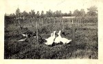 Geese in the Garden