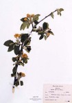 Apple (Malus) Herbarium Sheet