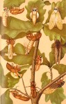Transformation of Cicada Septendecim
