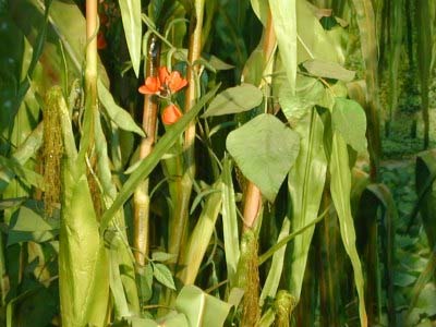 Corn and Beans Growing Together