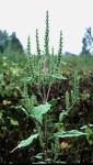 Marsh Elder Plant or sumpweed (Iva annua)