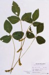 Soybean (Glycine max) Herbarium Sheet