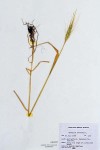 Wheat (Triticum aestivum) Herbarium Sheet