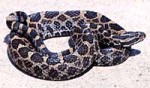 Massasauga Rattlesnake