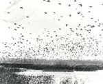 Ducks in the Sky over Havana