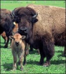 American Bison
