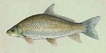 Smallmouth Buffalo (Ictiobus sp.)