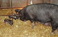 Photograph of Berkshire Sow and piglets