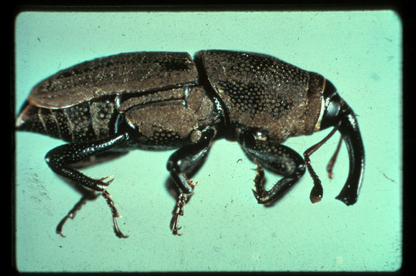 <i>Sphenopterus</i>