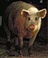 Photograph of Chester White pig