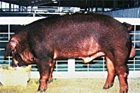 Photograph of Duroc boar