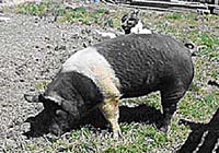 Photograph of Hampshire Sow