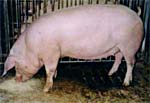 Photograph of Landrace sow