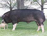 Photograph of Poland China boar