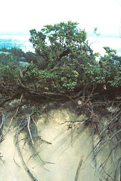 detail of dune