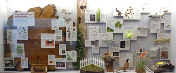 museum wall panel exhibit with mounts of  many invasive species