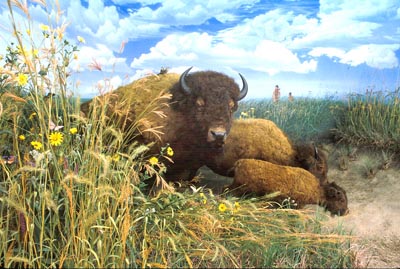 prairie diorama