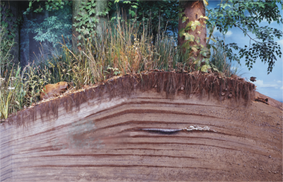 levee section of river diorama