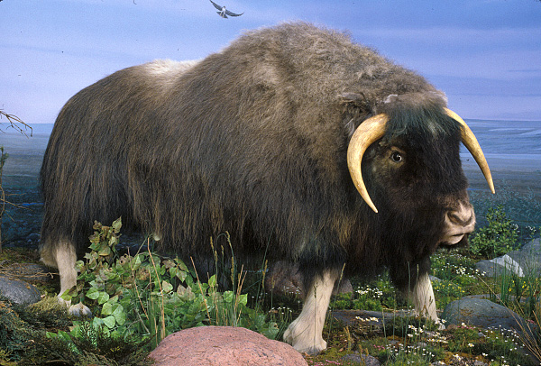 http://www.museum.state.il.us/exhibits/changes/images/frozen/iceage_animals/muskox.jpg