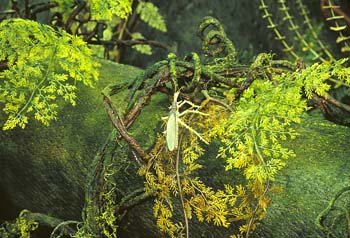 insect on plant