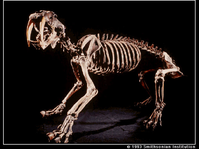http://www.museum.state.il.us/exhibits/larson/images/si_smilodon_skeleton.gif
