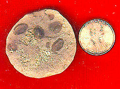 Cyzicus