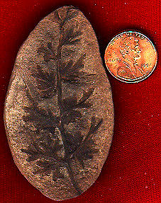 <i>Diplothmema</i> sp.