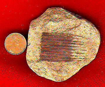 <i>Equisetes</i> sp.