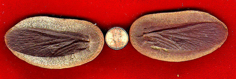 Heterologus langfordorum