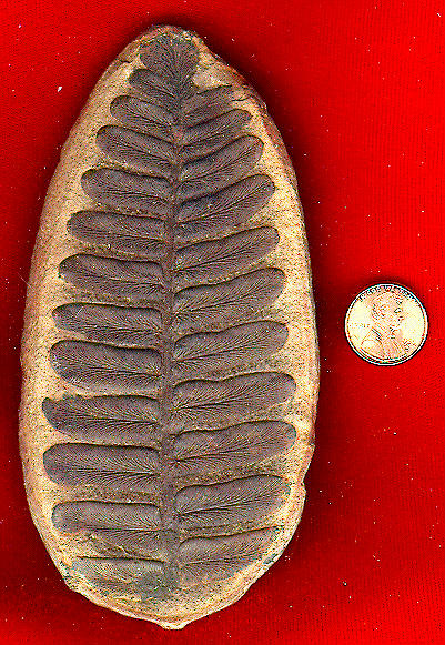 <I>Neuropteris</i> sp.