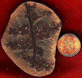 <i>Sphenopterid</i>