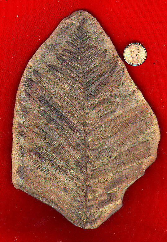 <i>Pecopteris</i> sp.
