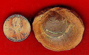 Pecten, a scallop.