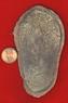 Rhizodus scale
