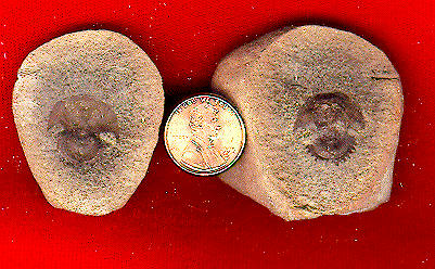 Euproops danae